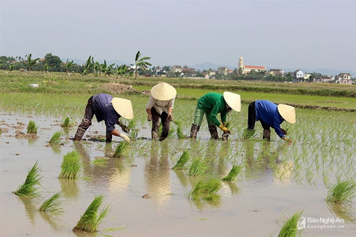 VIDEO: Các địa phương tập trung gieo cấy lúa mùa